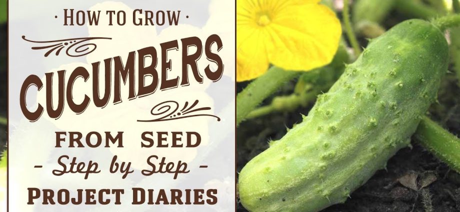 How to plant cucumbers for seedlings &#8211; rules and video