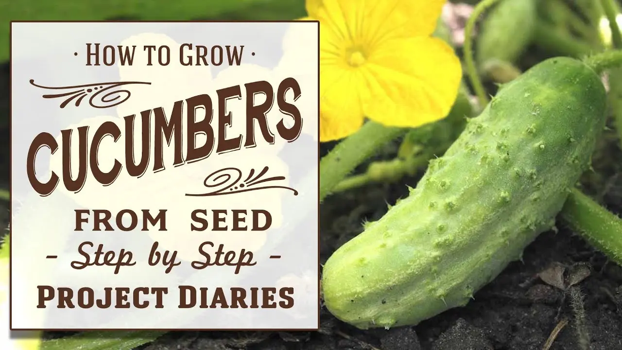 How to plant cucumbers for seedlings &#8211; rules and video