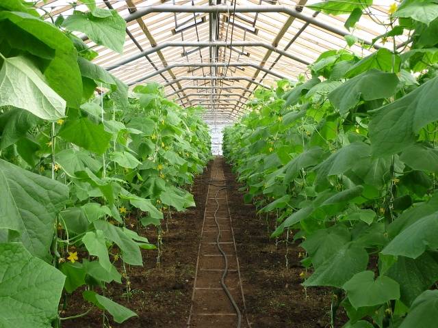 How to plant cucumbers in a greenhouse correctly