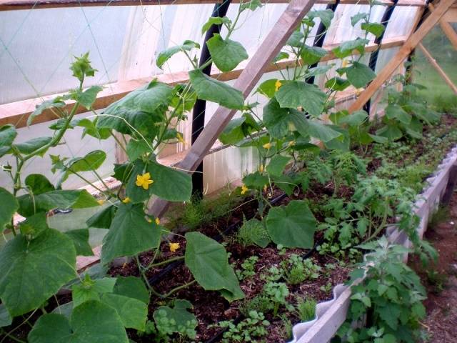 How to plant cucumbers in a greenhouse correctly