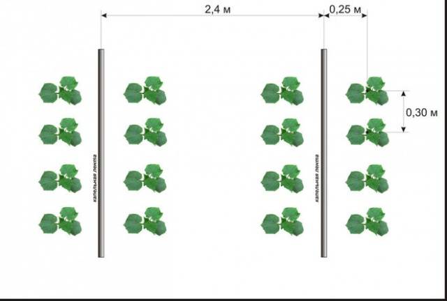 How to plant cucumbers in a greenhouse correctly