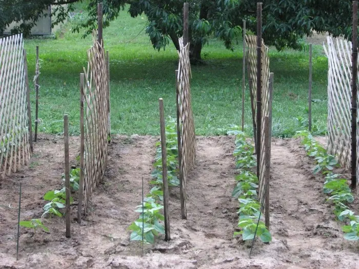 How to plant cucumbers: technology and tips