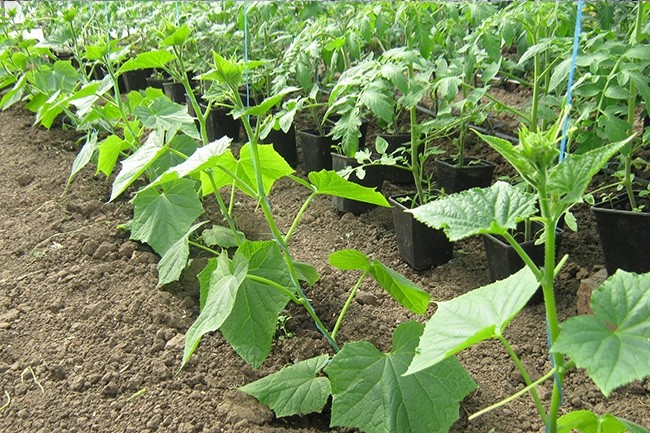 How to plant cucumbers: technology and tips