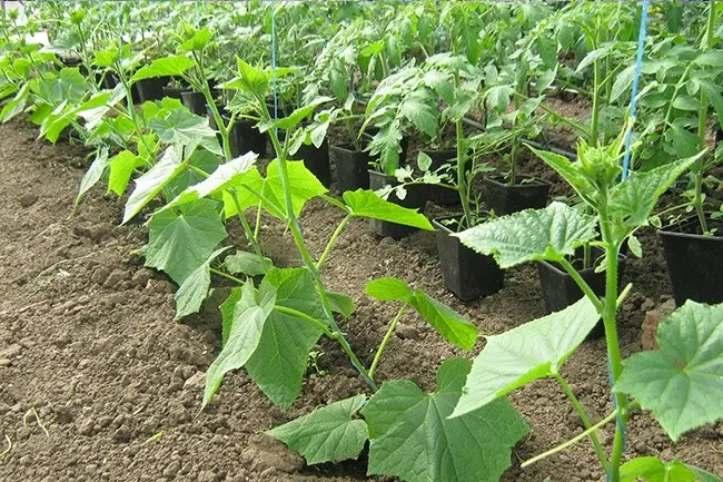 How to plant cucumbers: technology and tips