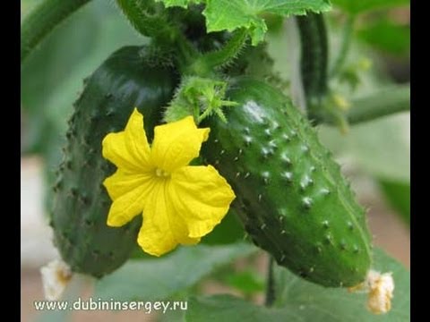 How to plant cucumbers: technology and tips