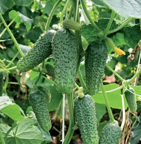 How to plant cucumbers: technology and tips