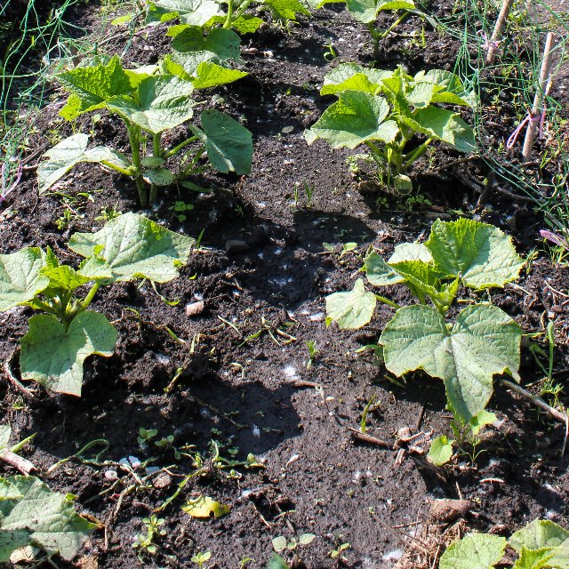 How to plant cucumbers: technology and tips