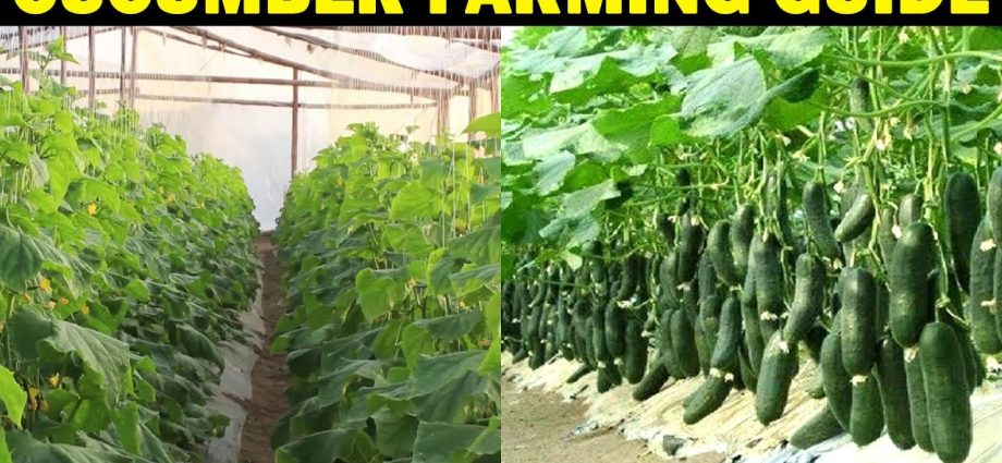 How to plant cucumbers: technology and tips