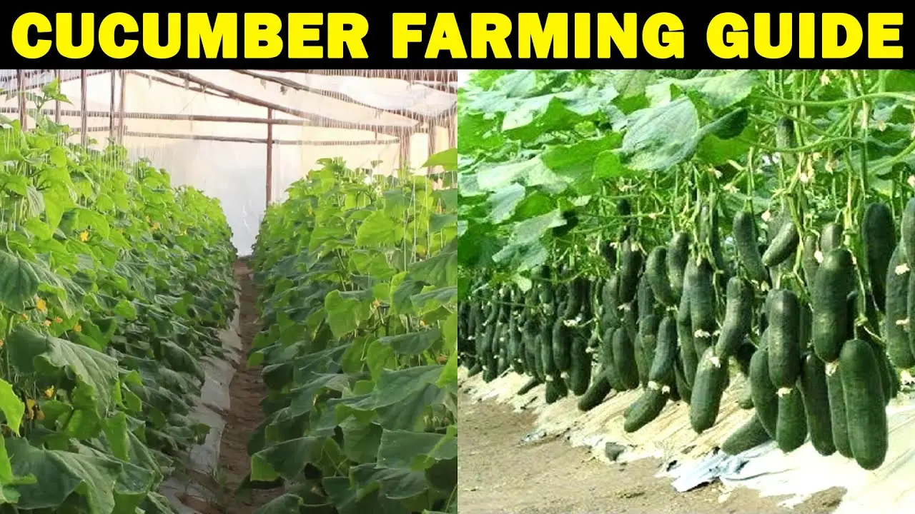 How to plant cucumbers: technology and tips