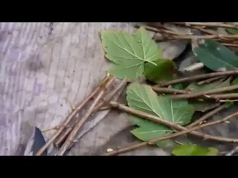 How to plant currant cuttings in autumn 