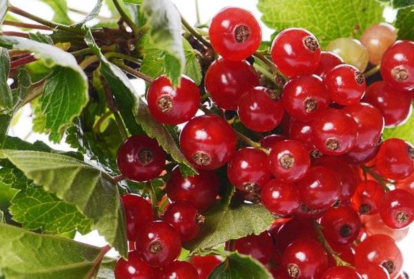 How to plant currants in autumn 