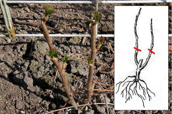 How to plant currants in autumn 