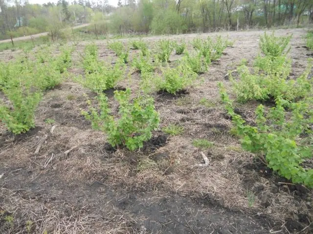 How to plant currants in autumn 