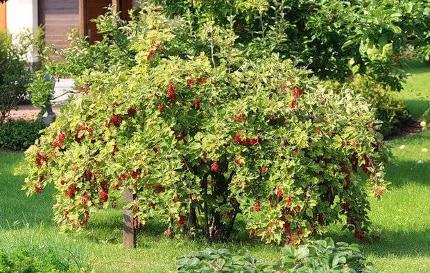 How to plant currants in autumn 