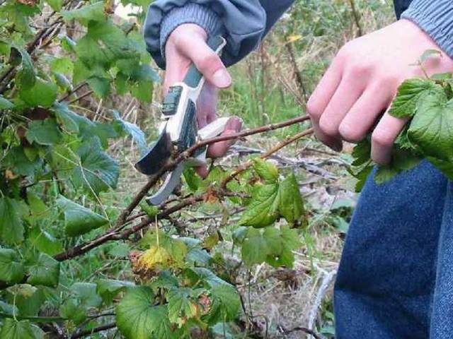 How to plant currants in autumn 