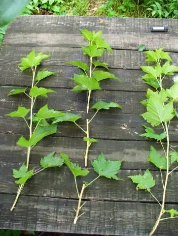 How to plant currants in autumn 