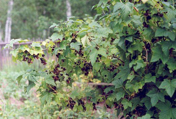 How to plant currants in autumn 