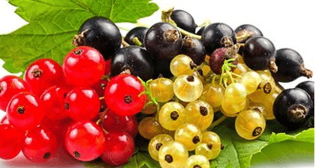 How to plant currants in autumn 