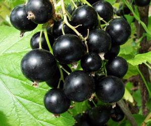 How to plant currants in autumn 