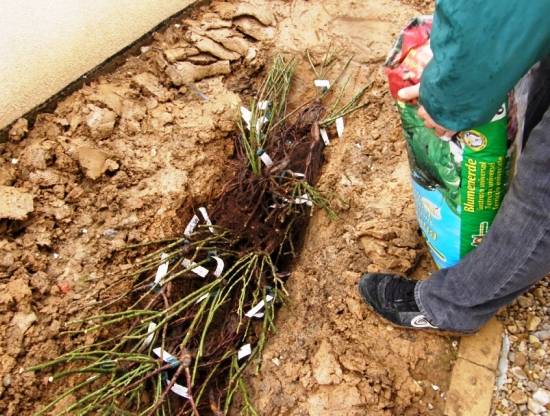 How to plant currants in autumn 