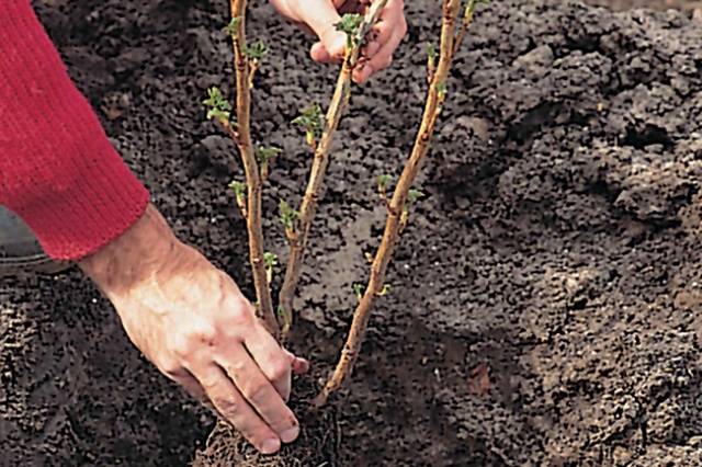 How to plant currants in autumn 