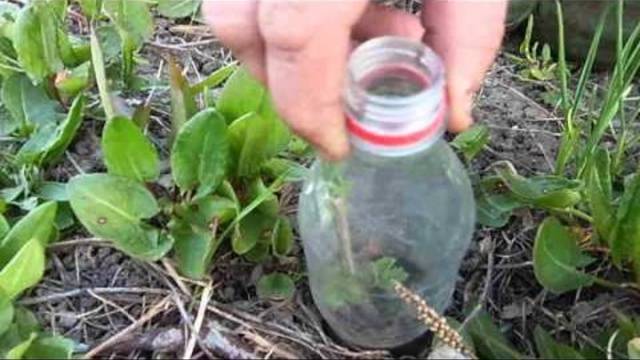 How to plant currants in autumn seedlings