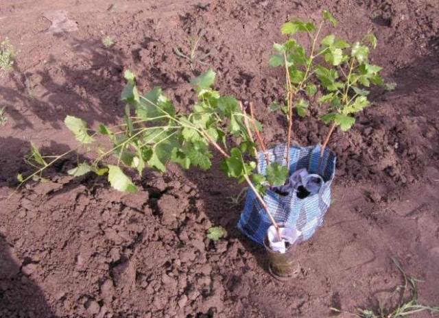 How to plant currants in autumn seedlings