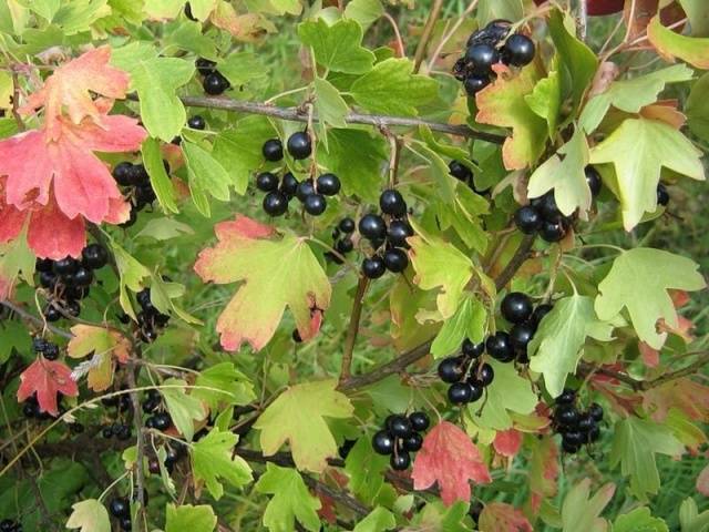 How to plant currants in autumn seedlings