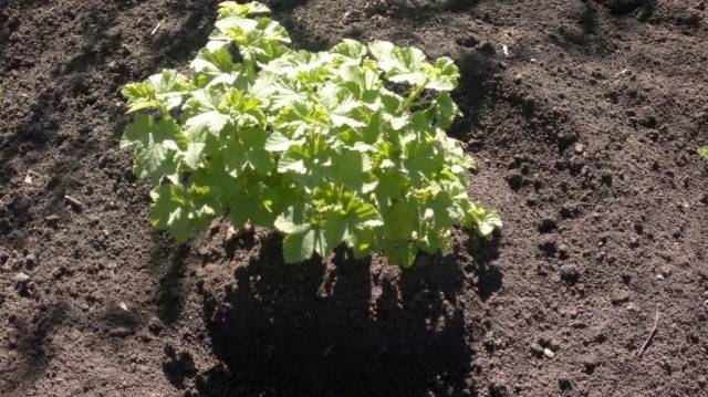 How to plant currants in autumn seedlings