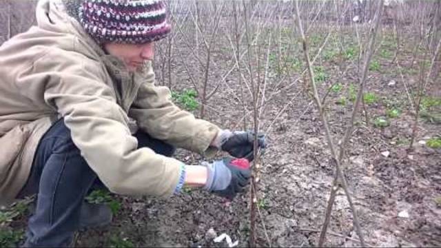 How to plant currants in autumn seedlings