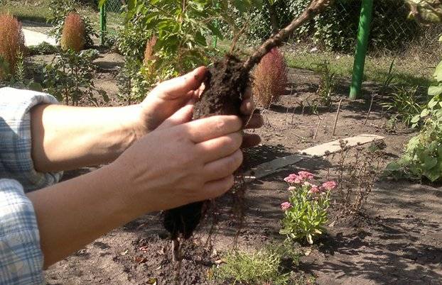 How to plant currants in autumn seedlings