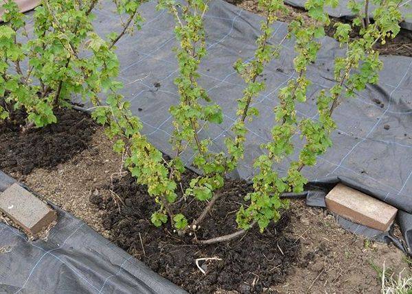 How to plant currants in autumn seedlings