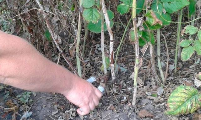 How to plant currants in autumn seedlings