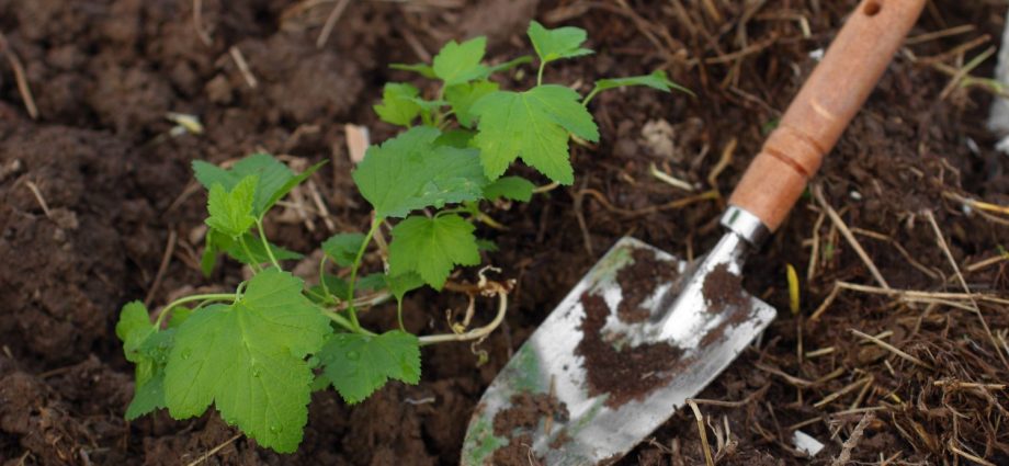 How to plant currants in autumn seedlings