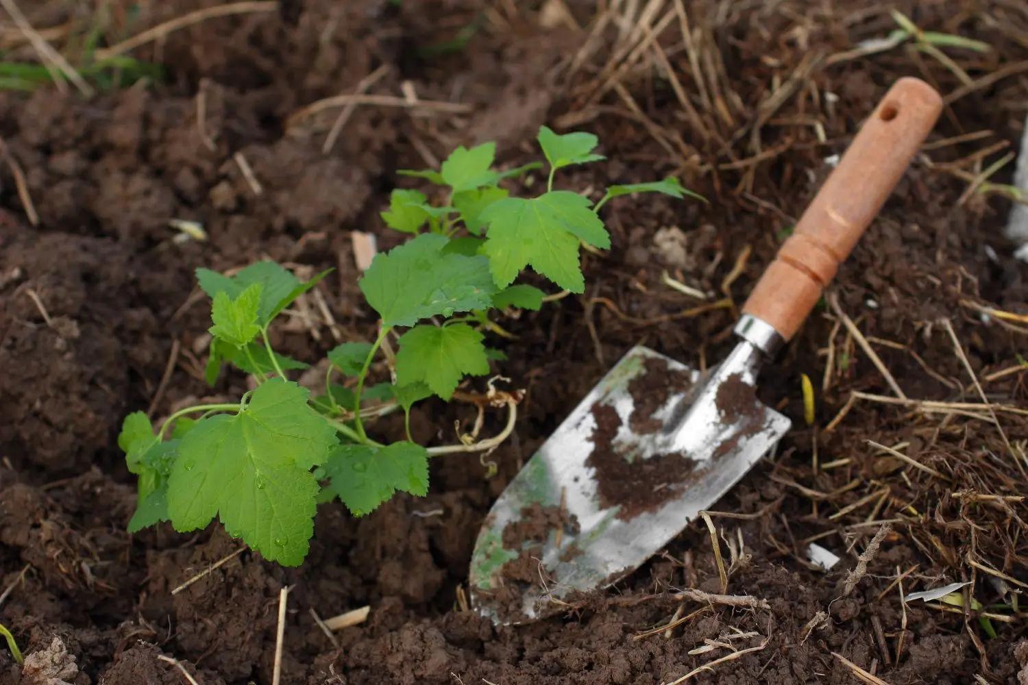 How to plant currants in autumn seedlings