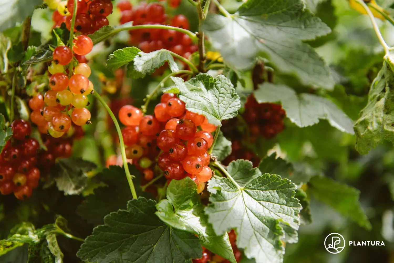 How to plant currants in autumn 