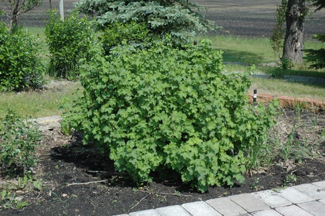 How to plant currants in spring