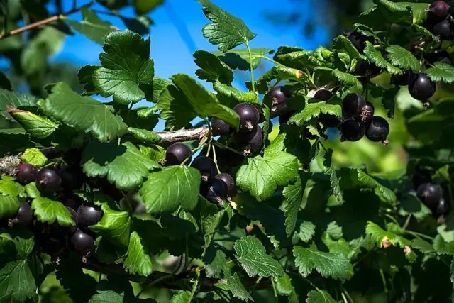 How to plant currants in spring