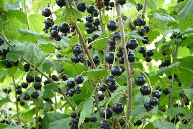 How to plant currants in spring