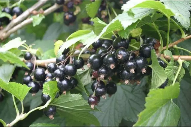 How to plant currants in spring