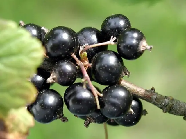 How to plant currants in spring