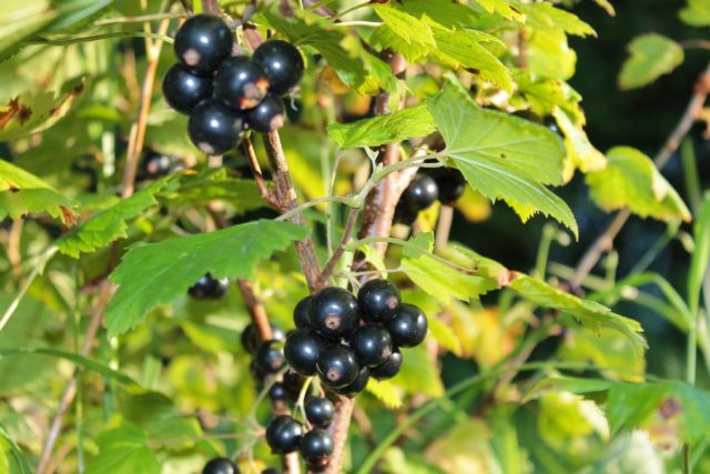 How to plant currants in the spring with seedlings in open ground