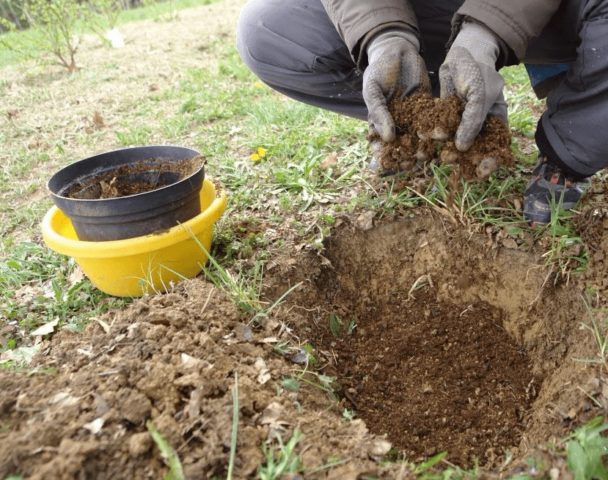 How to plant currants in the spring with seedlings in open ground