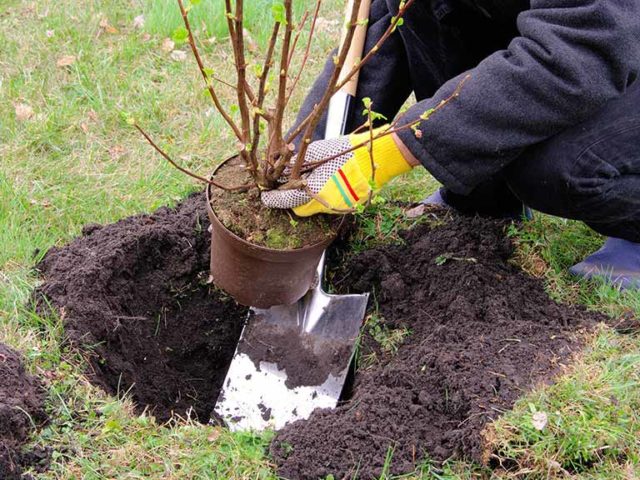 How to plant currants in the spring with seedlings in open ground