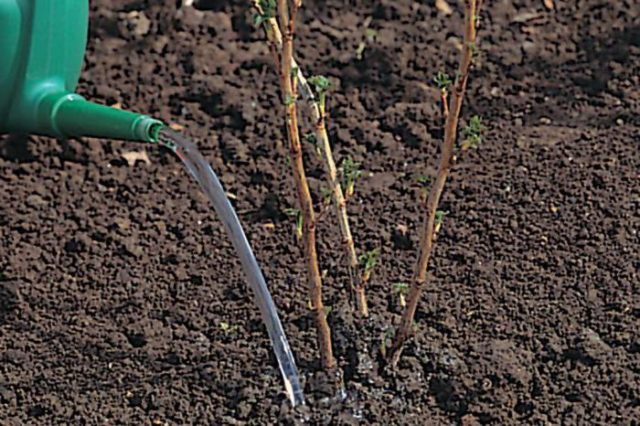 How to plant currants in the spring with seedlings in open ground