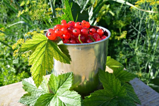 How to plant currants in the spring with seedlings in open ground