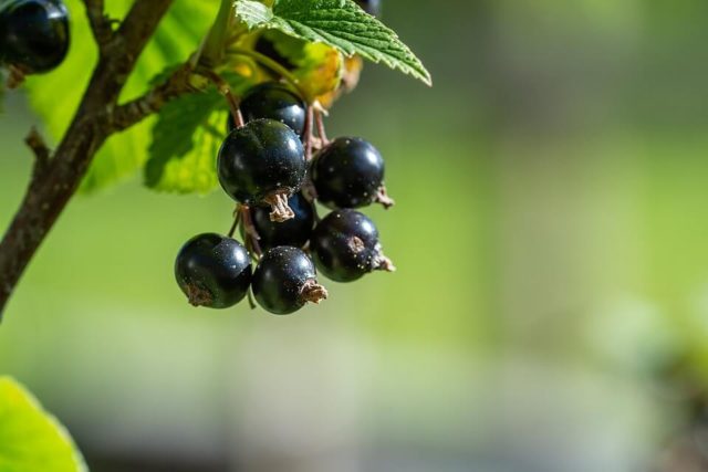 How to plant currants in the spring with seedlings in open ground