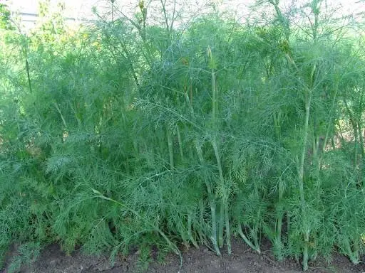 How to plant dill in spring in open ground