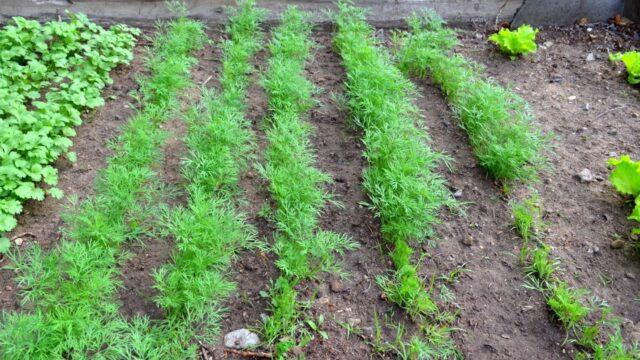 How to plant dill in spring in open ground