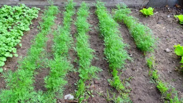 How to plant dill in spring in open ground